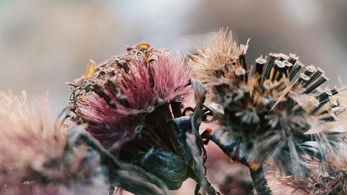 Close-up of insect on dry flower