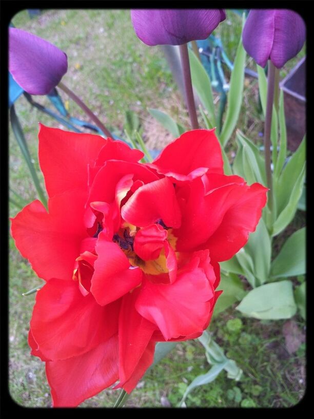 flower, freshness, petal, fragility, flower head, growth, transfer print, beauty in nature, red, blooming, nature, plant, close-up, auto post production filter, focus on foreground, in bloom, blossom, pollen, day, stamen