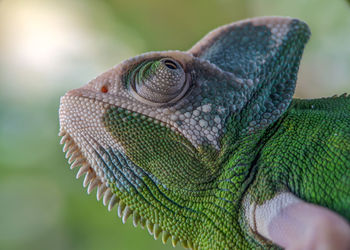 chameleon on a