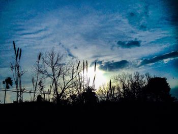 Low angle view of silhouette trees against sky