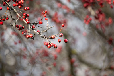 Close-up of red berries on tree