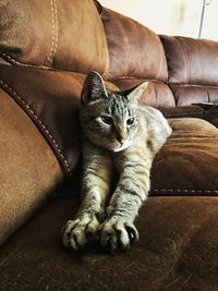 Portrait of cat sitting on sofa