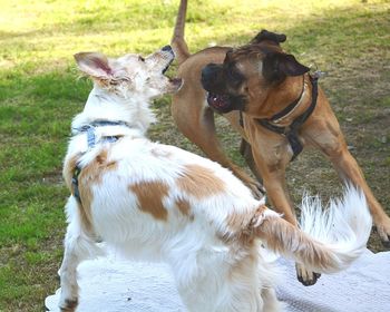 Close-up of dogs playing on field