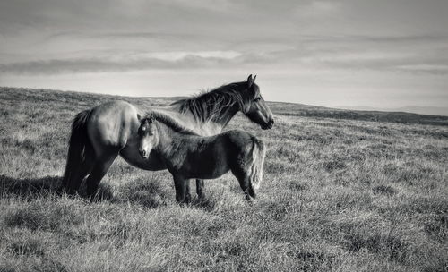 Horse in a field