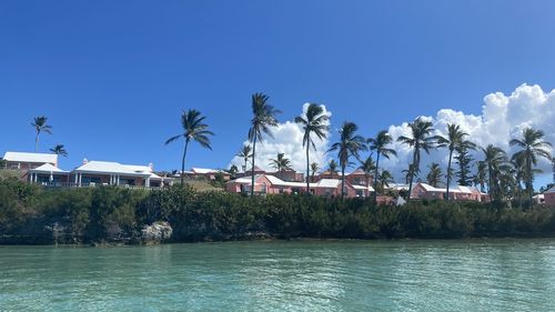 Palm trees by swimming pool against building