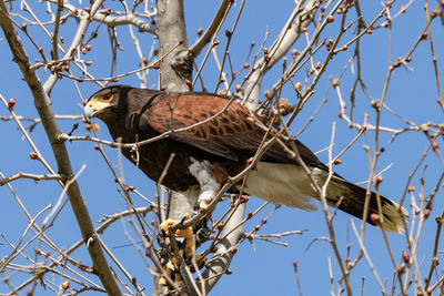 Low angle view of hawk perching on bare tree against clear blue sky