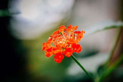 Close-up of flower blooming outdoors