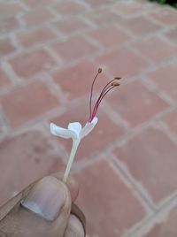 High angle view of flowering plant