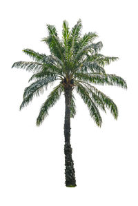 Palm tree