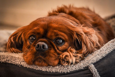 Close-up portrait of dog, king charles 