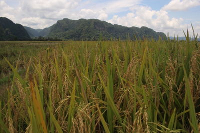 Scenic view of agricultural field against sky