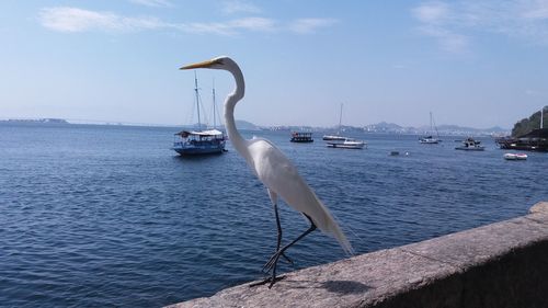 View of seagulls on sea