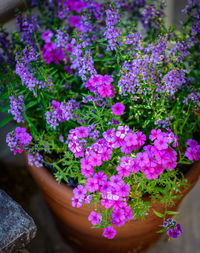 Close-up of pink flowers blooming outdoors