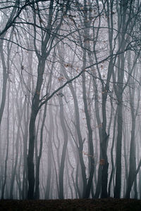 Bare trees in forest during winter