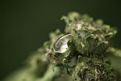 Close-up of water drops on flower against black background