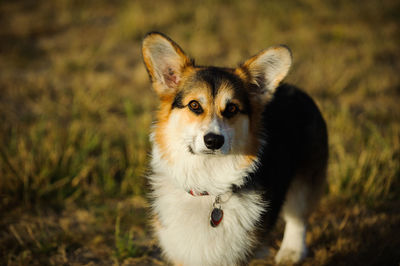 Close-up portrait of dog on field