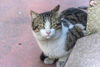 Close-up of cat