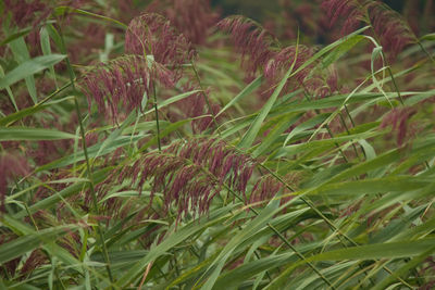 Close-up of plant growing on field