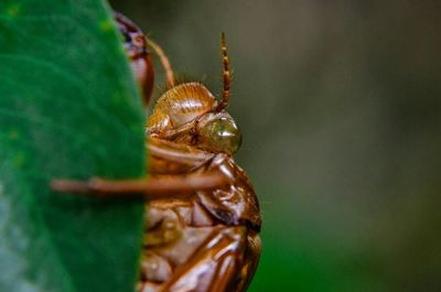 Close-up of insect on leaf