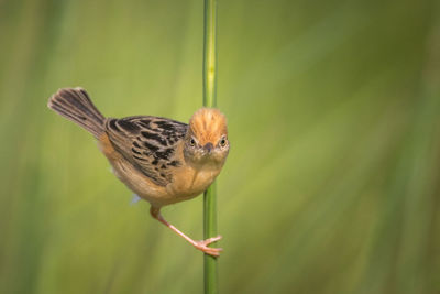 Close-up of bird perching on a plant