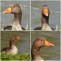 Close-up of duck swimming in lake