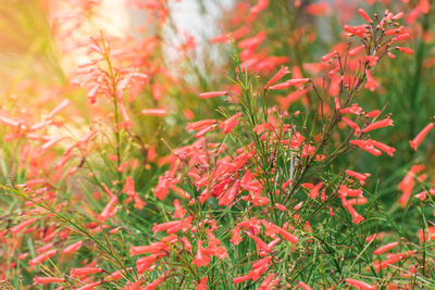 Close-up of red flowering plants