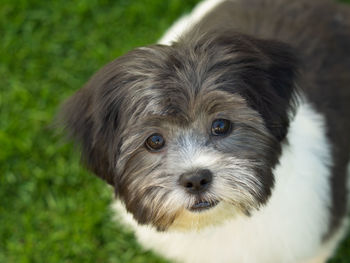 Close-up portrait of puppy on field