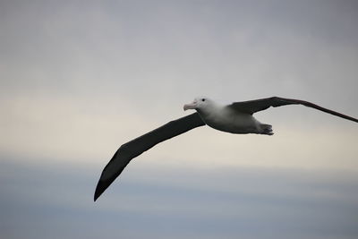 Low angle view of seagull flying