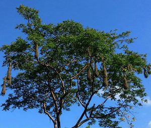 Low angle view of tree against clear blue sky