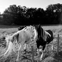 Horses in the field