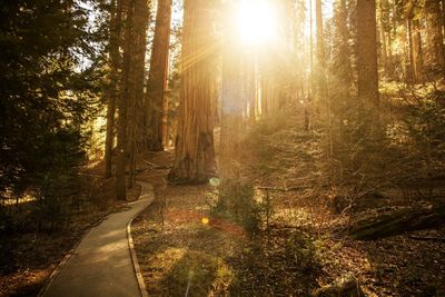 Road amidst trees in forest