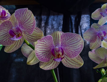 Close-up of purple flowers blooming outdoors