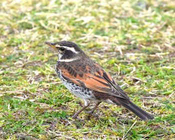 Close-up of a bird perching on a field