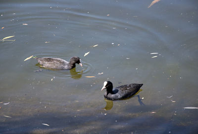 High angle view of ducks swimming in lake