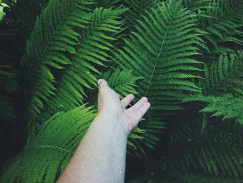 Cropped hand reaching fern