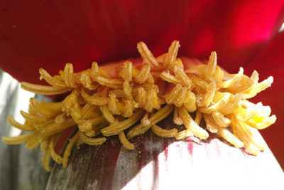 Close up of red flower