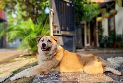 Close-up of a dog looking away