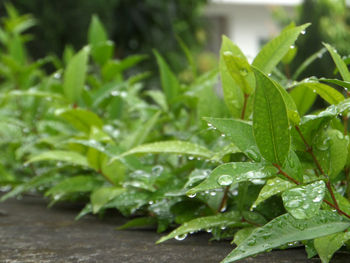 Close-up of wet plant