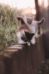 Cat relaxing on a plant