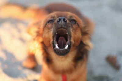 Close-up portrait of a dog