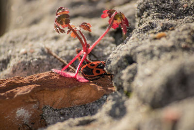 Close-up of butterfly on rock