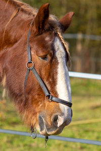 Close-up of a horse in ranch