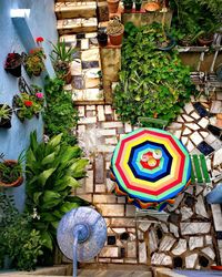 Multi colored potted plants