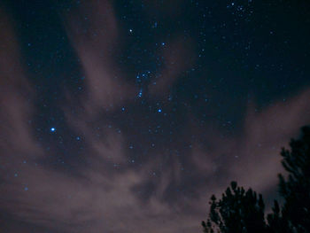 Low angle view of trees against sky at night