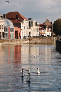 Swans on water against sky