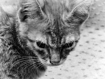 Close-up of cat