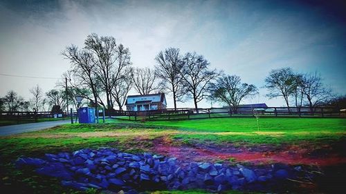 Trees on grassy field