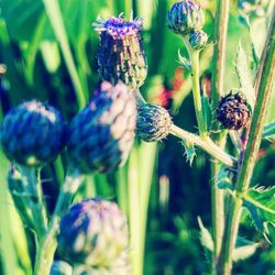 Close-up of purple flowers