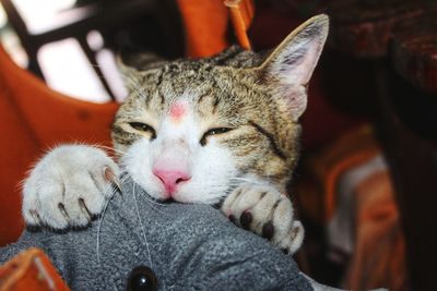 Close-up portrait of a cat
