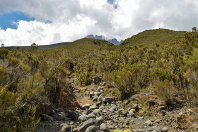 The high altitude moorland of mount kilimanjaro, tanzania